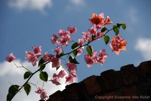 Everything about Bougainvilleas
